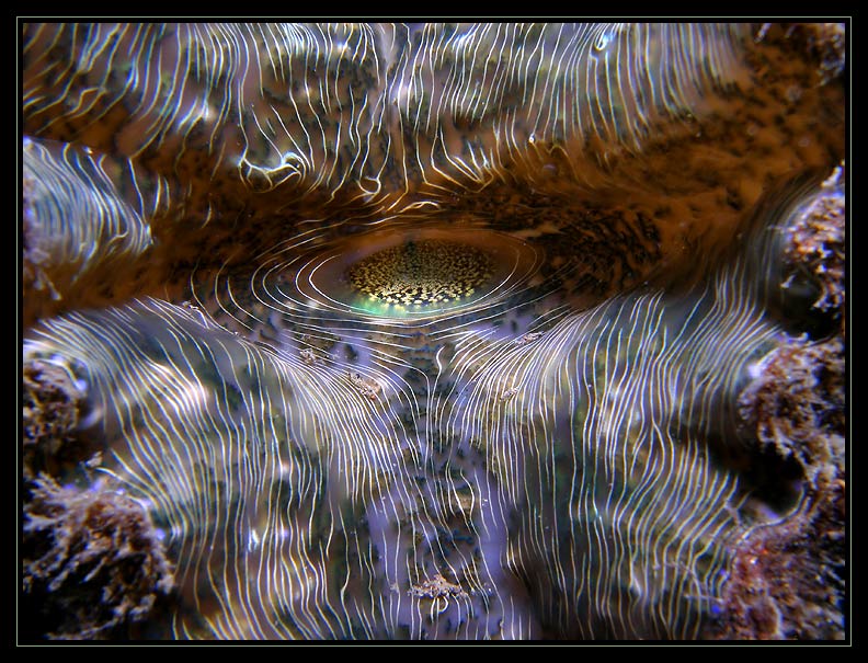 Tridacna Giant clam macro