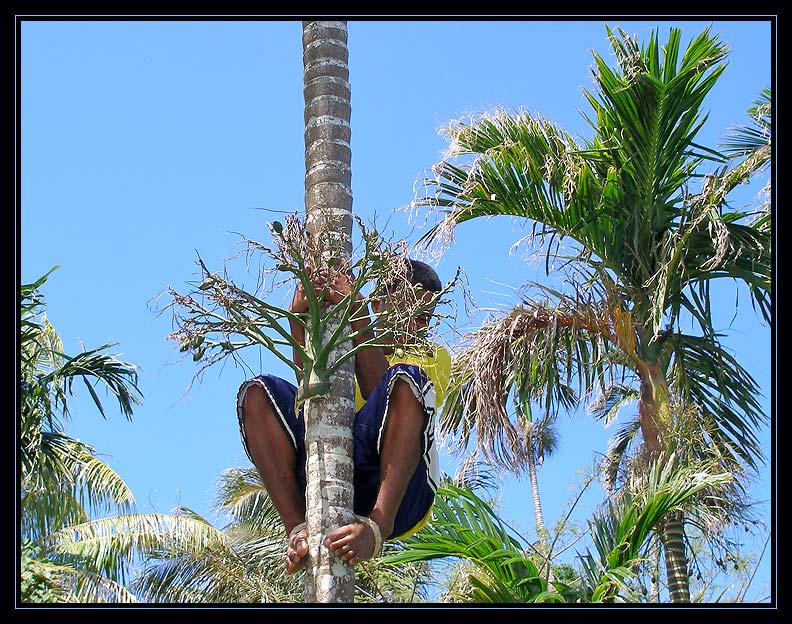Peter on his way down with betel nut (aka: areca nut)