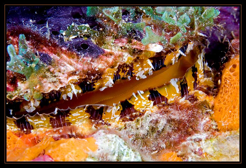 Bonaire Scallop