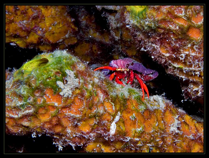 Red Reef Hermit Crab, Paguristes cadenati