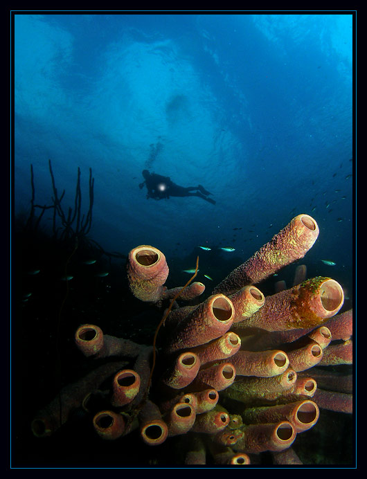 Andrea I, Bonaire