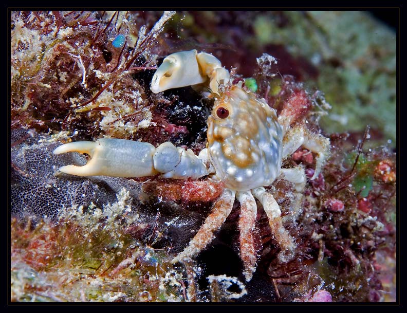 Red-Ridged Clinging Crab