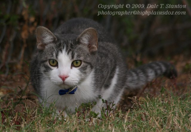 Buster Crouched - IMG_6016.JPG