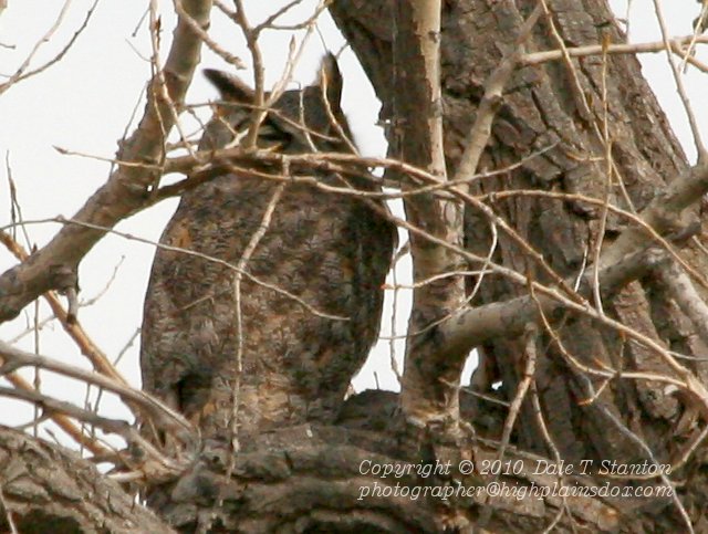 Great Horned Owl - IMG_7188.JPG
