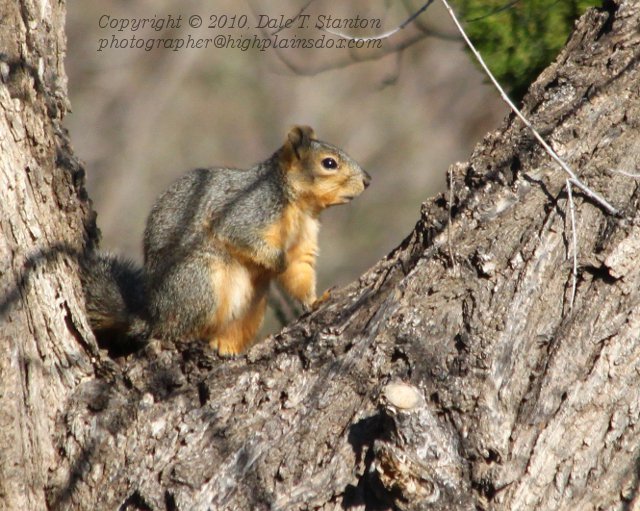 Squirrel - IMG_0231.JPG