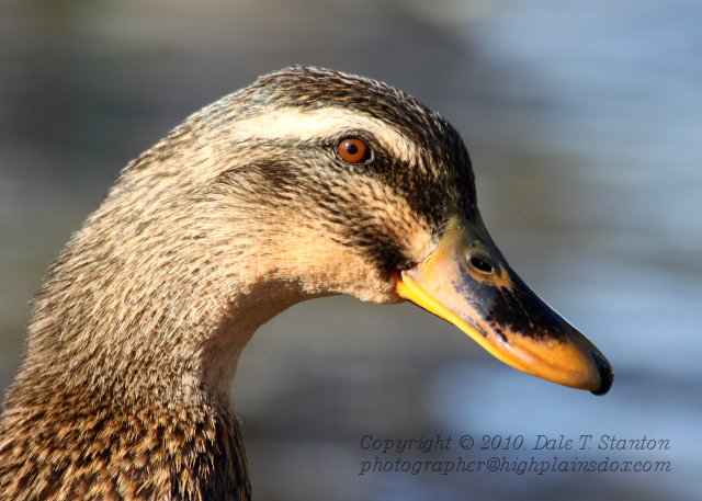 Hen Portrait - IMG_0204.JPG