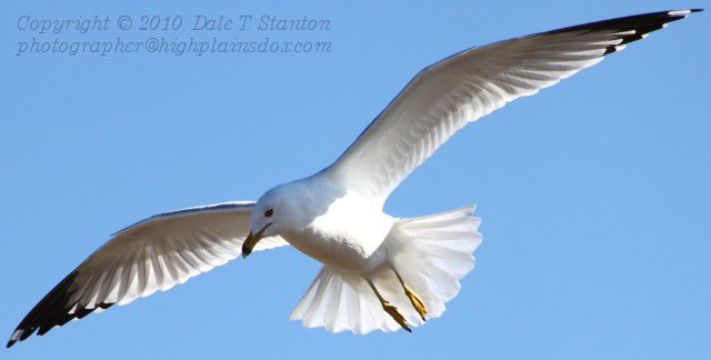 Gull Soaring - IMG_0153.JPG