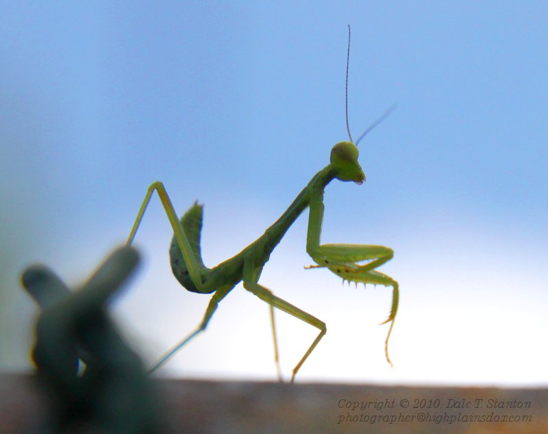 Praying Mantis - IMG_2699.JPG