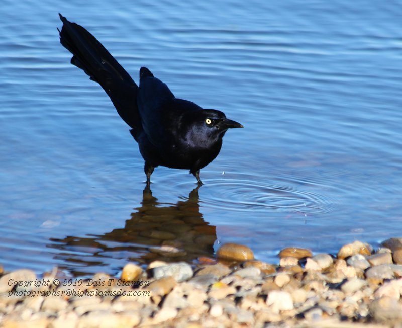 Great-Tailed Grackle - IMG_8801.JPG