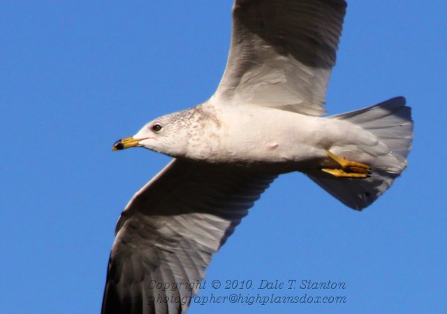 Gull In Flight - IMG_9053.JPG