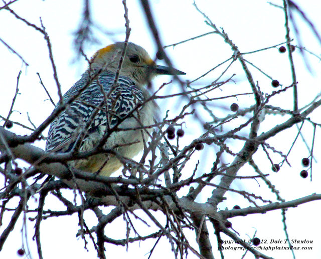Golden-Fronted Woodpecker - IMG_3385.JPG