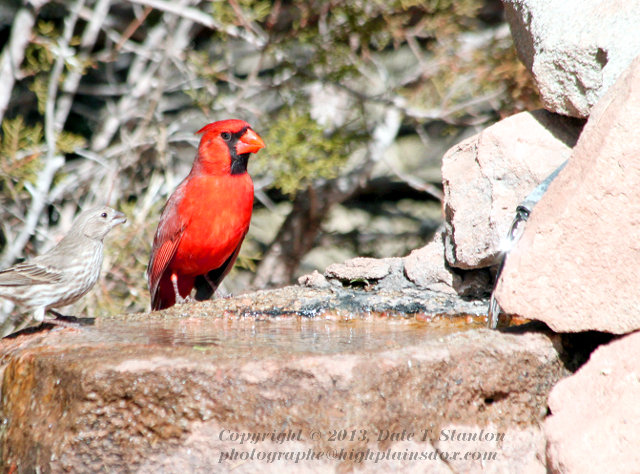 Male Cardinal - IMG_4257.JPG
