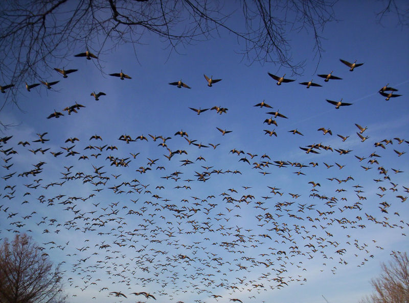 Flocking Geese