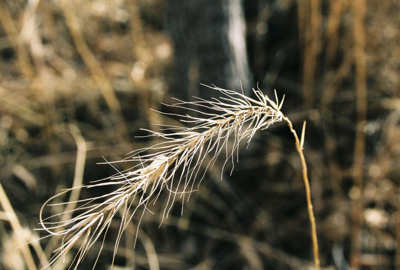 Wild Wheat