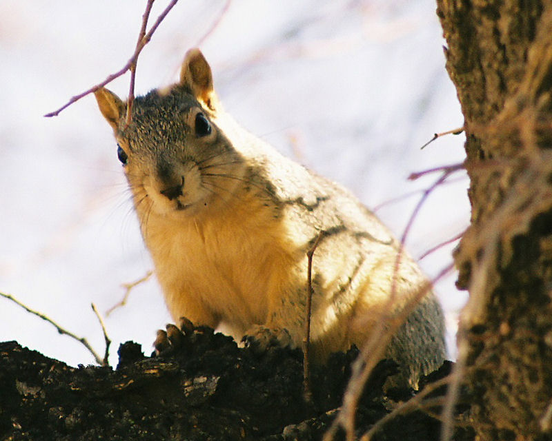 Squirrel