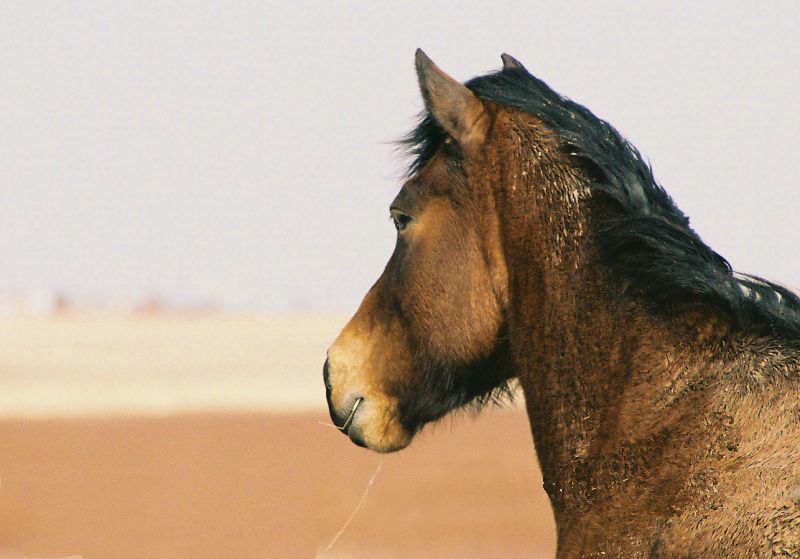 Wistful Horse