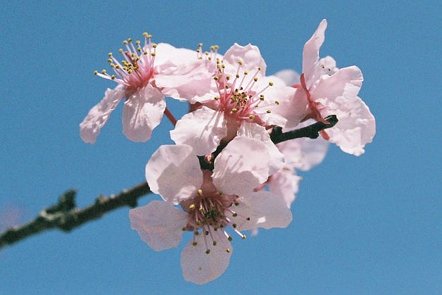 Spring Blossom 4