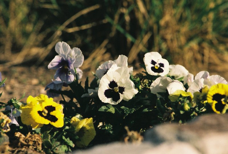 Pansies 1