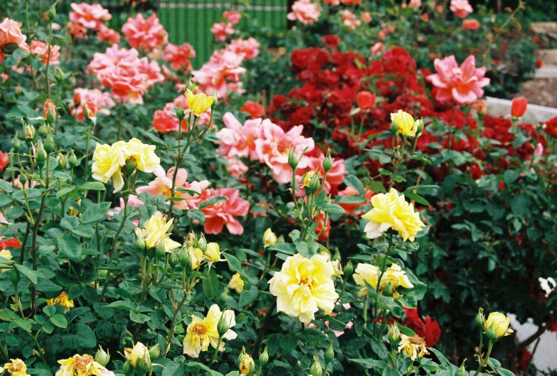 Sea Of Roses