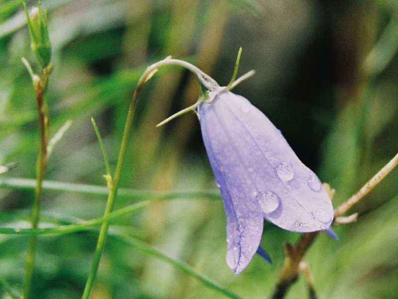 Mountain Wildflower