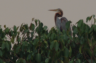 Purple Heron ( Ardea purpurea )