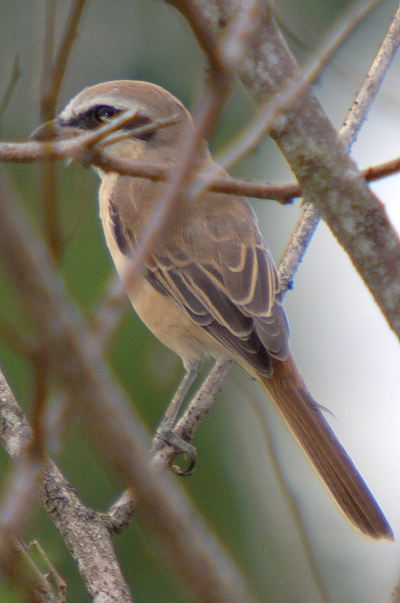 Brown Shrike ( Lanius cristatus )
