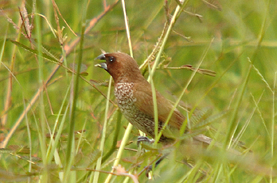 Scaly-breasted Munia ( Lonchura punctulata )