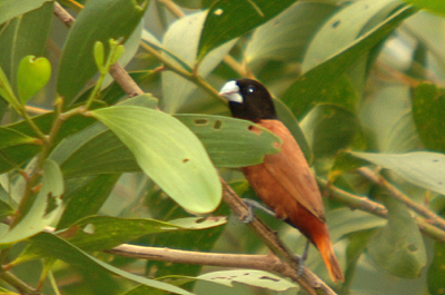 Black Headed Munia