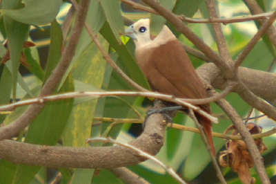 White-headed Munia (Lonchura maja )