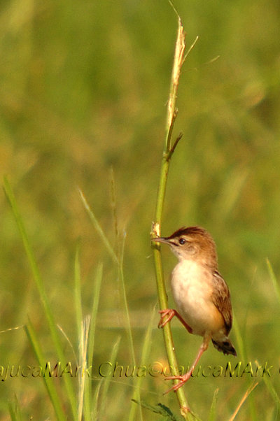 Zitting Cisticola