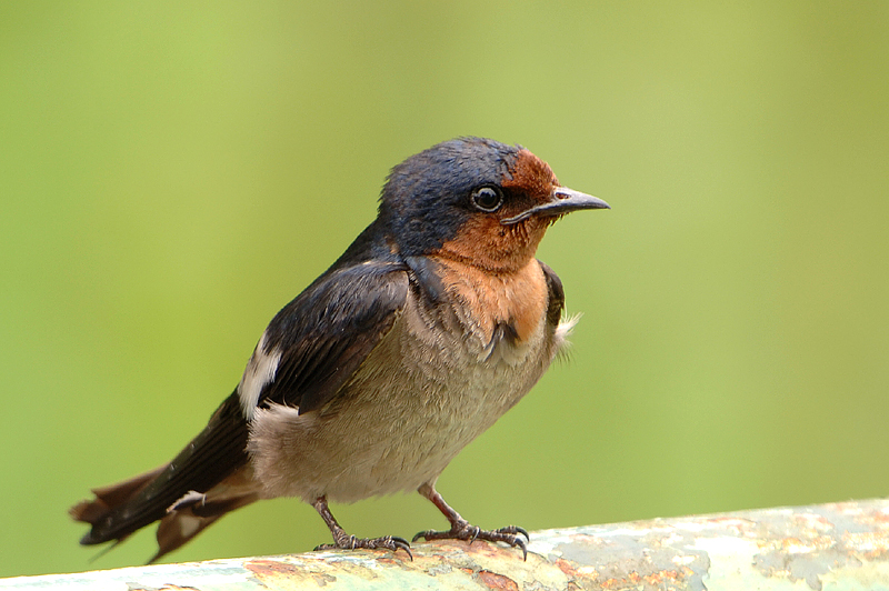 Pacific Swallow