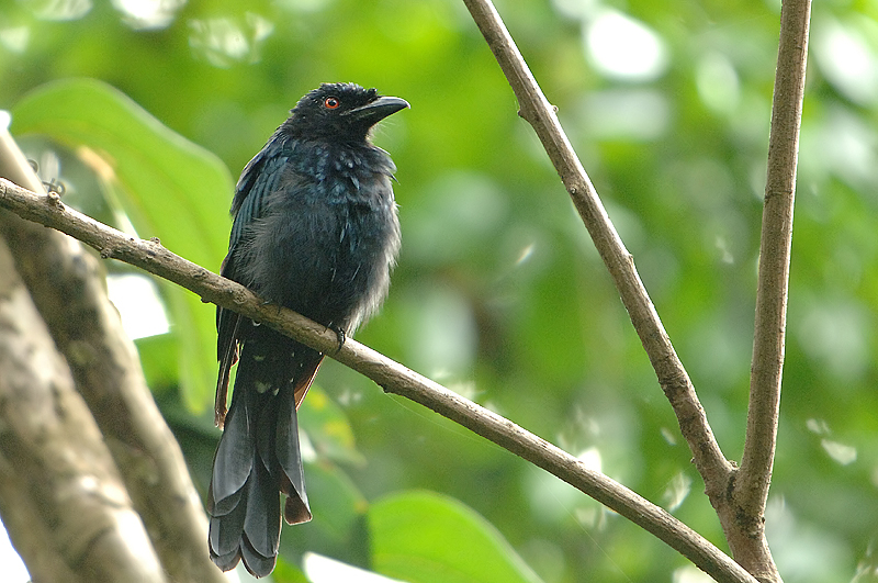 Racket-tailed Drongo, Junvenile