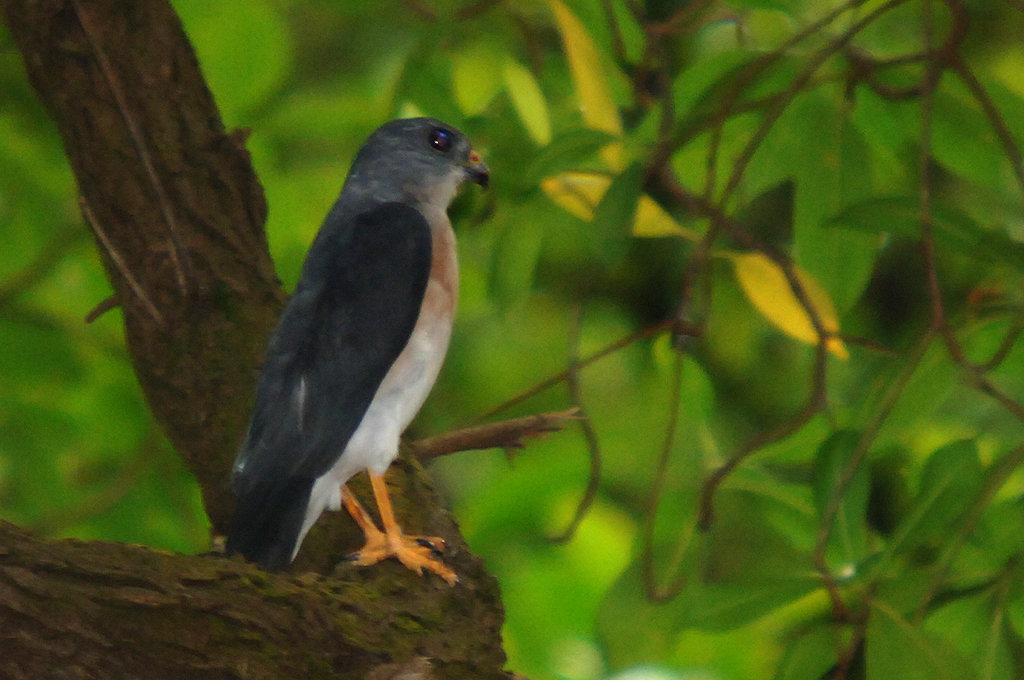 DSC_2770.jpg