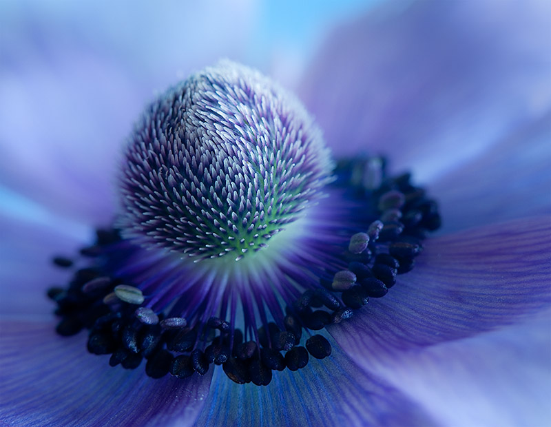 Anemone