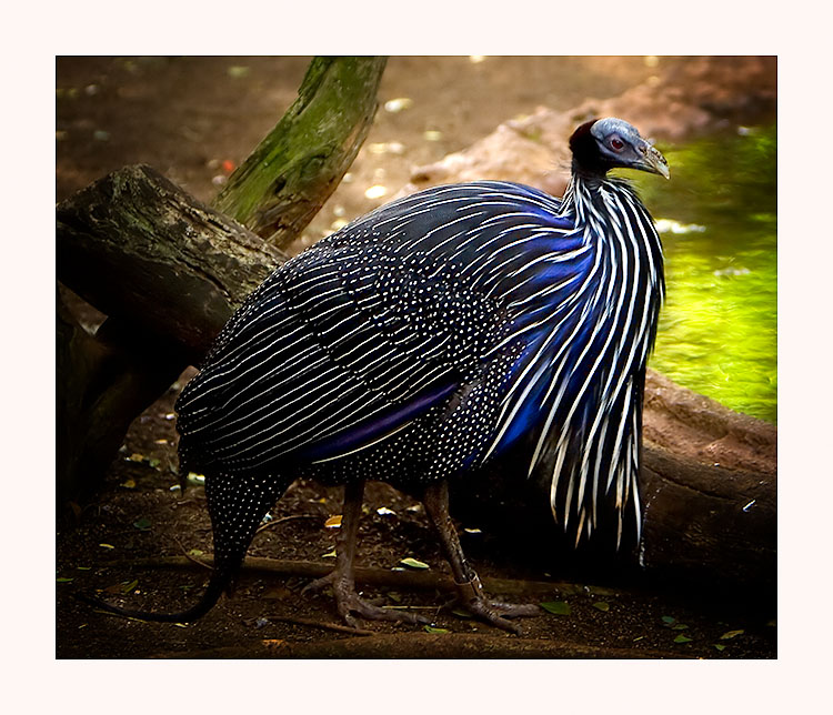 Guinea Fowl