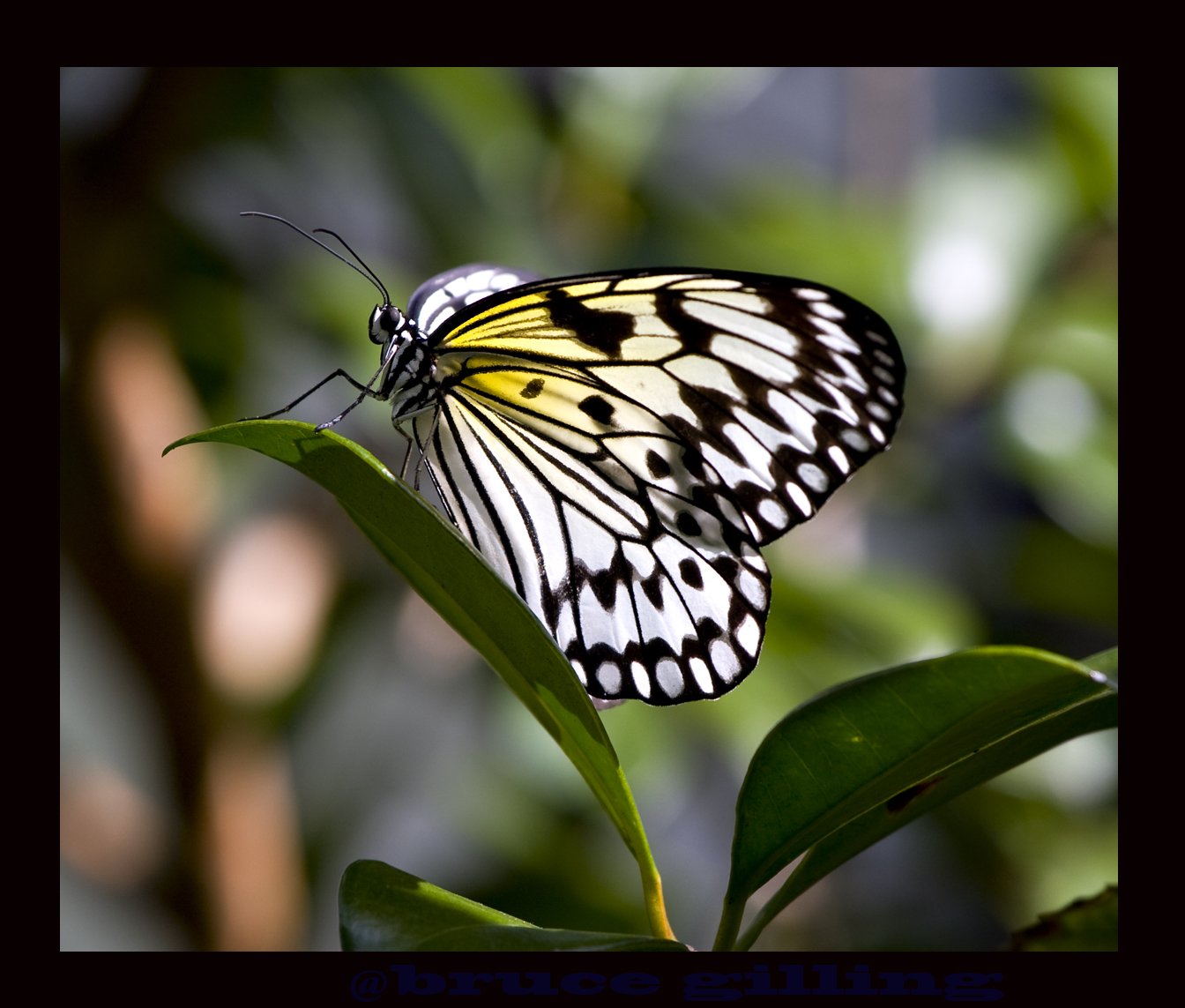 Papillon The greatest adventure of escape ever filmed!