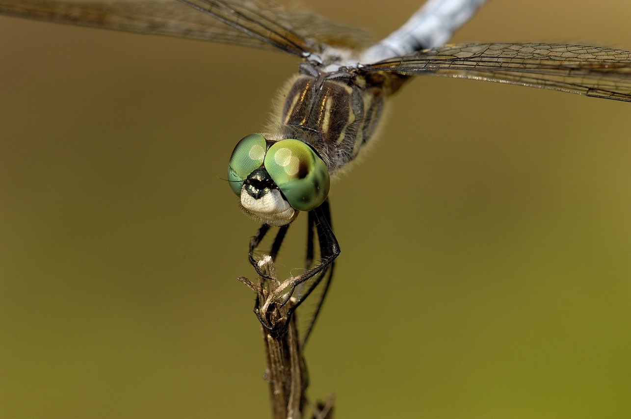 Resize of _DSC2965.jpg