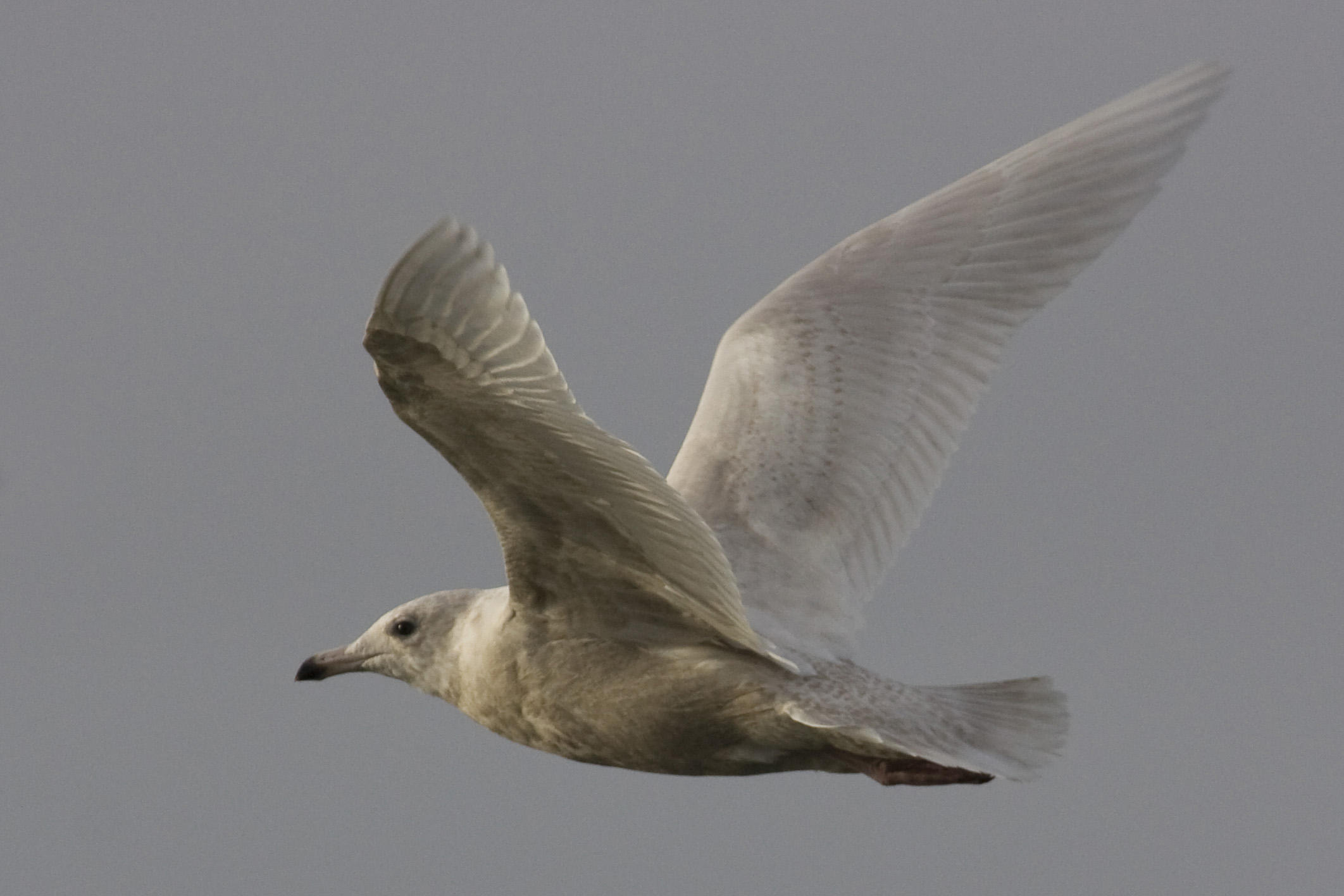 Glaucous Gull