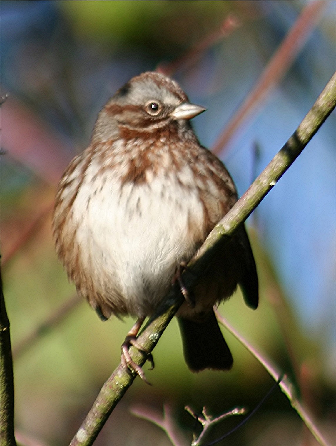 Song Sparrow