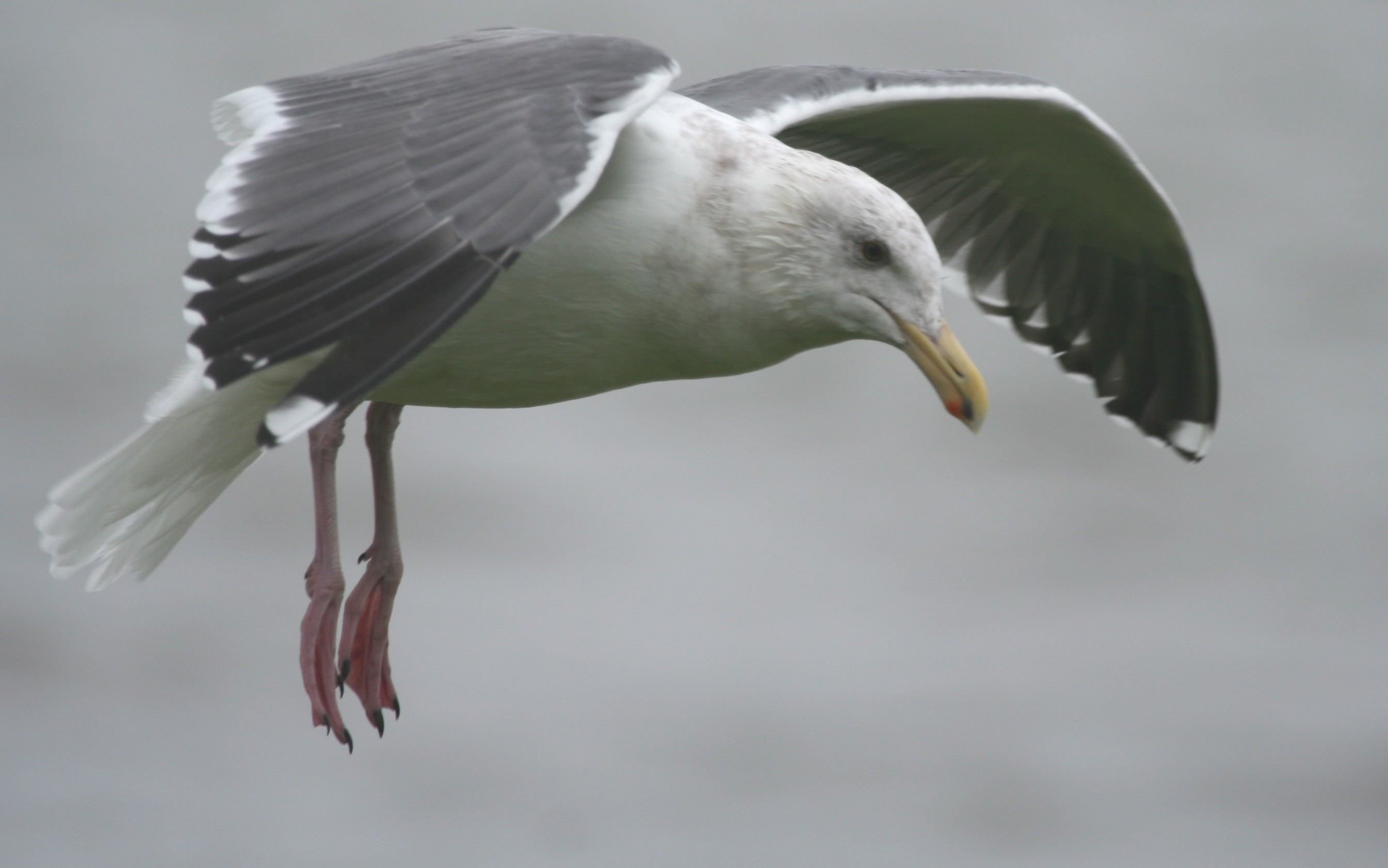 Western Gull