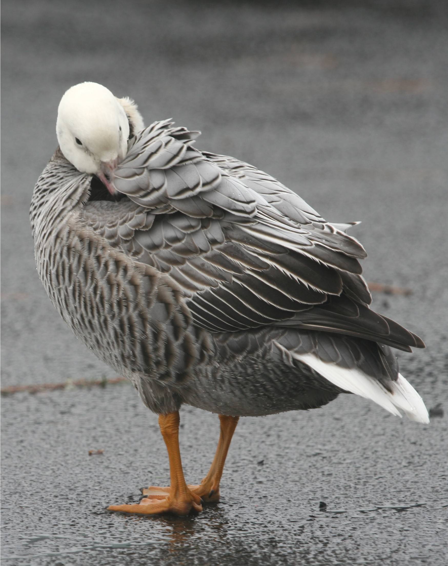 Emperor Goose
