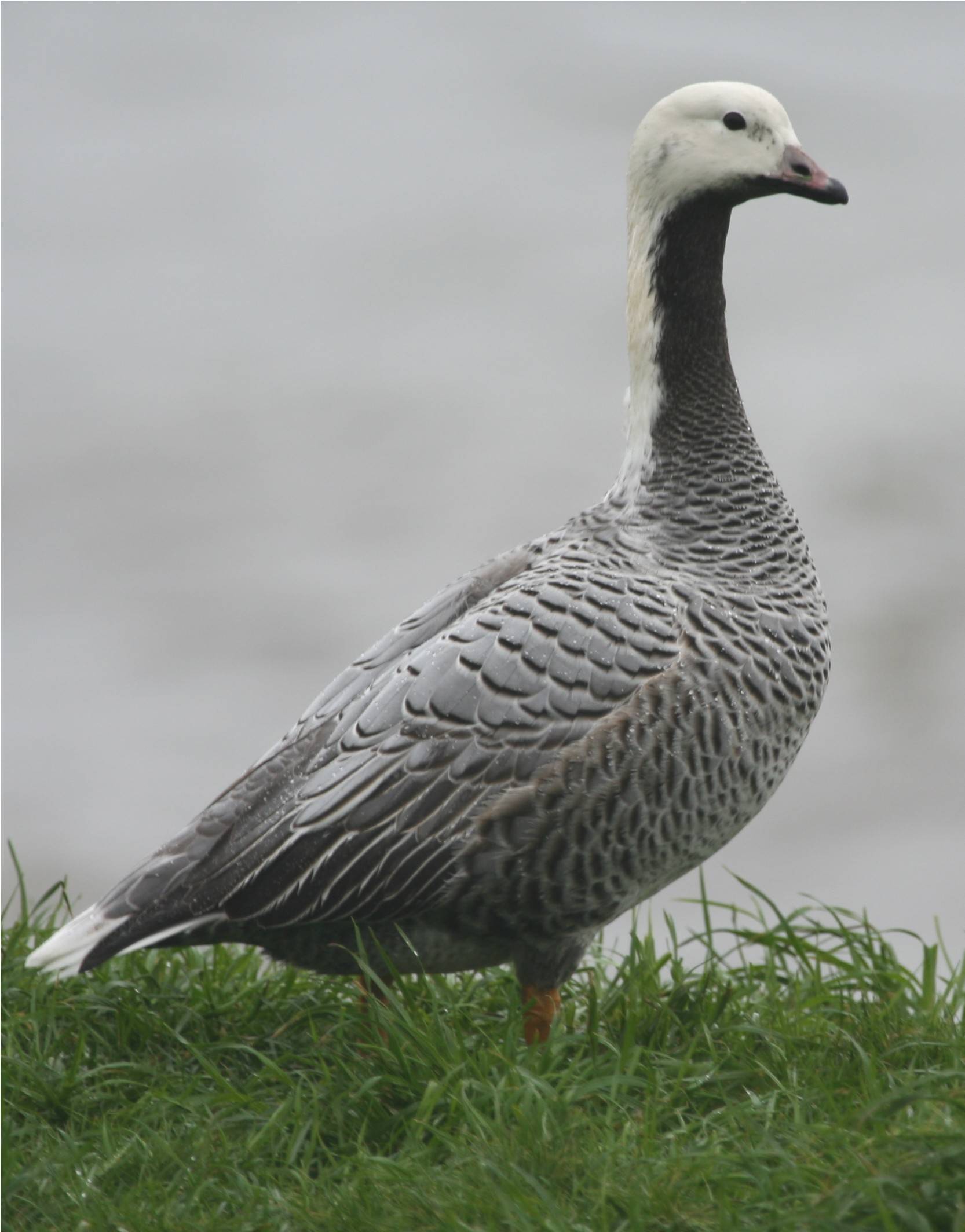 Emperor Goose