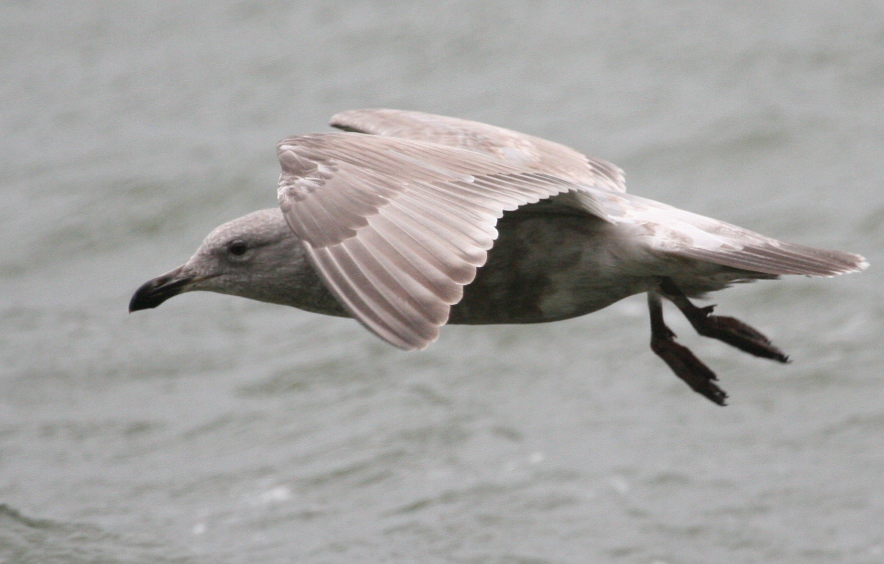 Glaucous-winged Gull