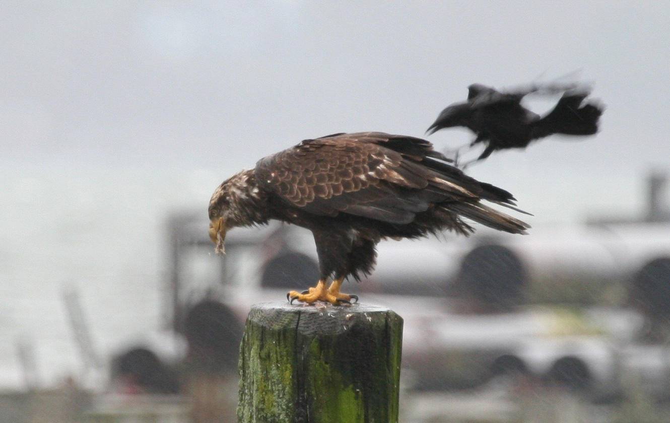 Bald Eagle