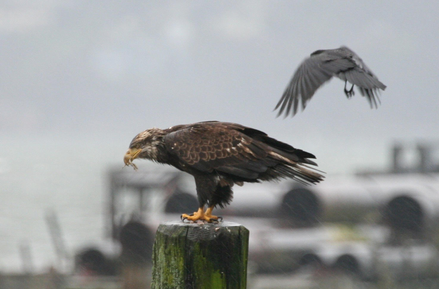 Bald Eagle