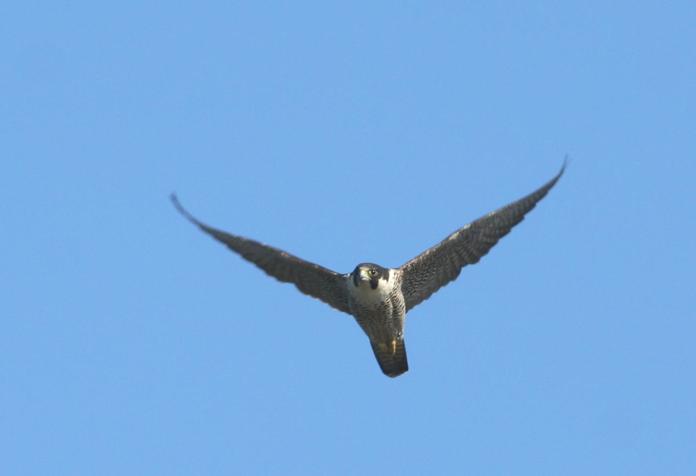 Peregrine Falcon