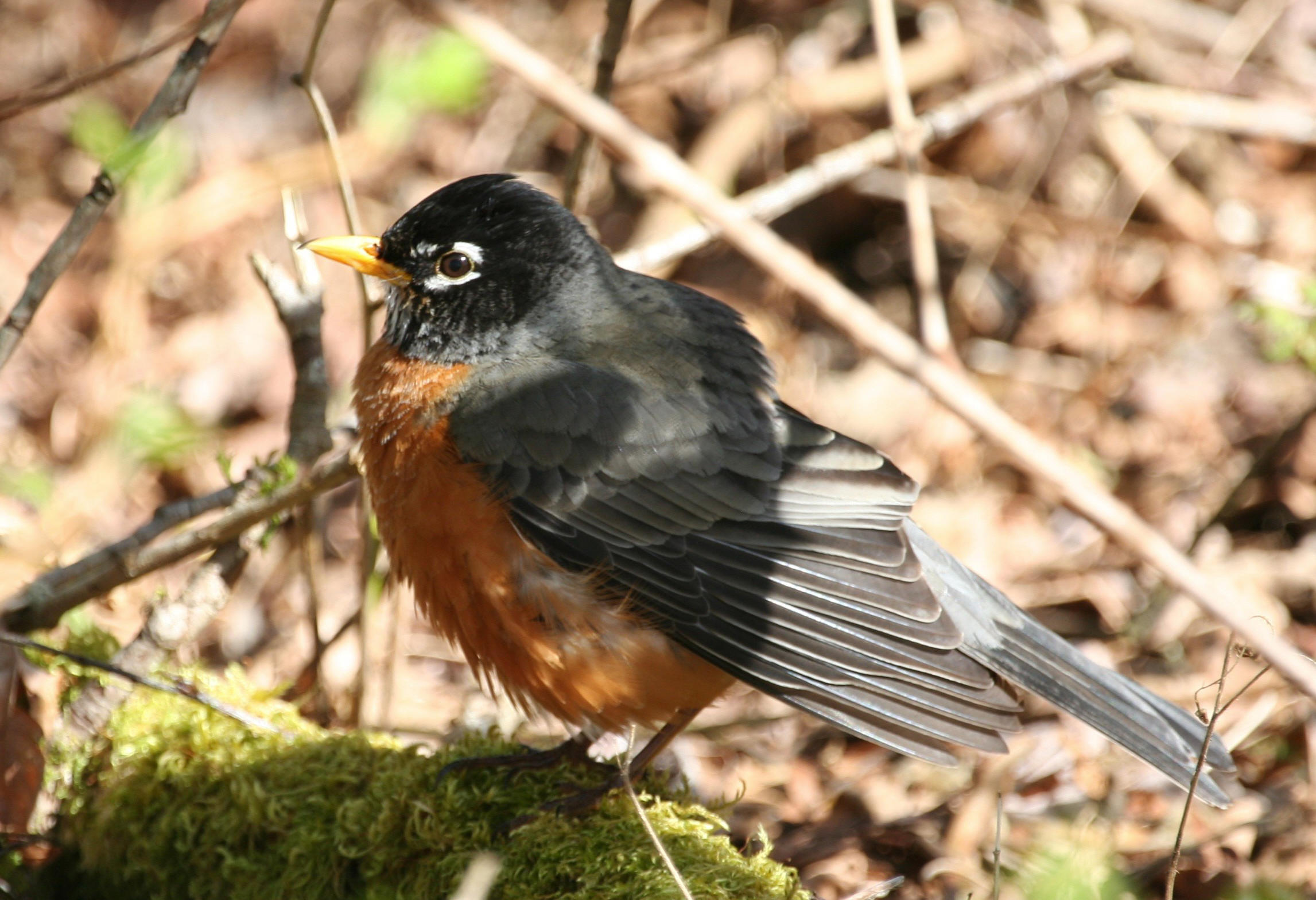 American Robin