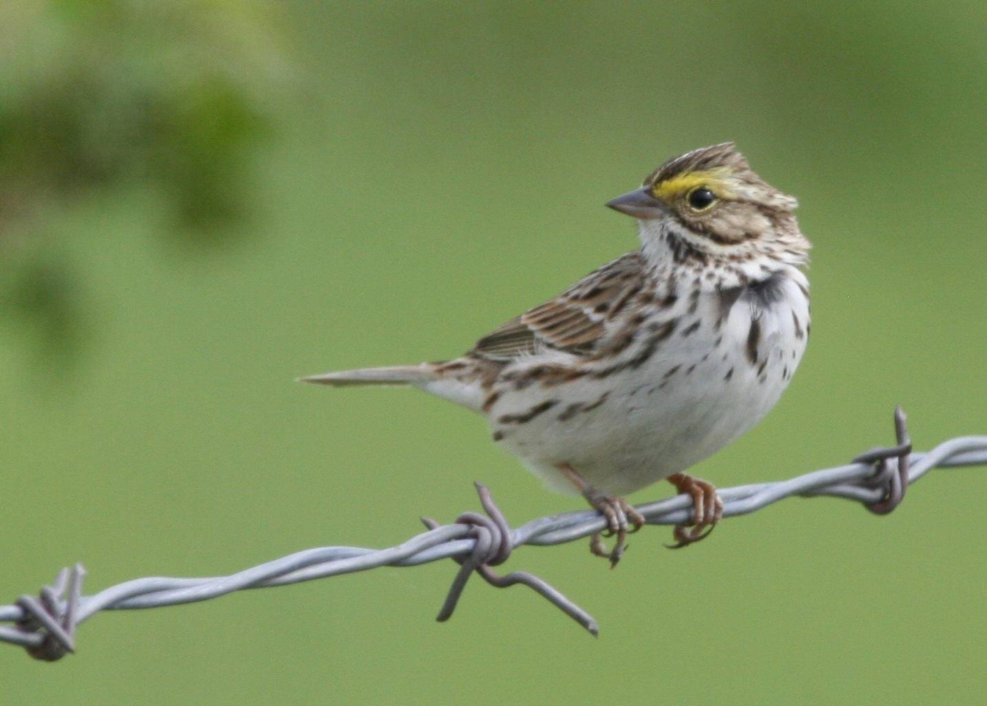 Savannah Sparrow