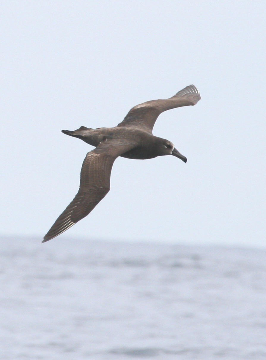 Black-footed Albatross