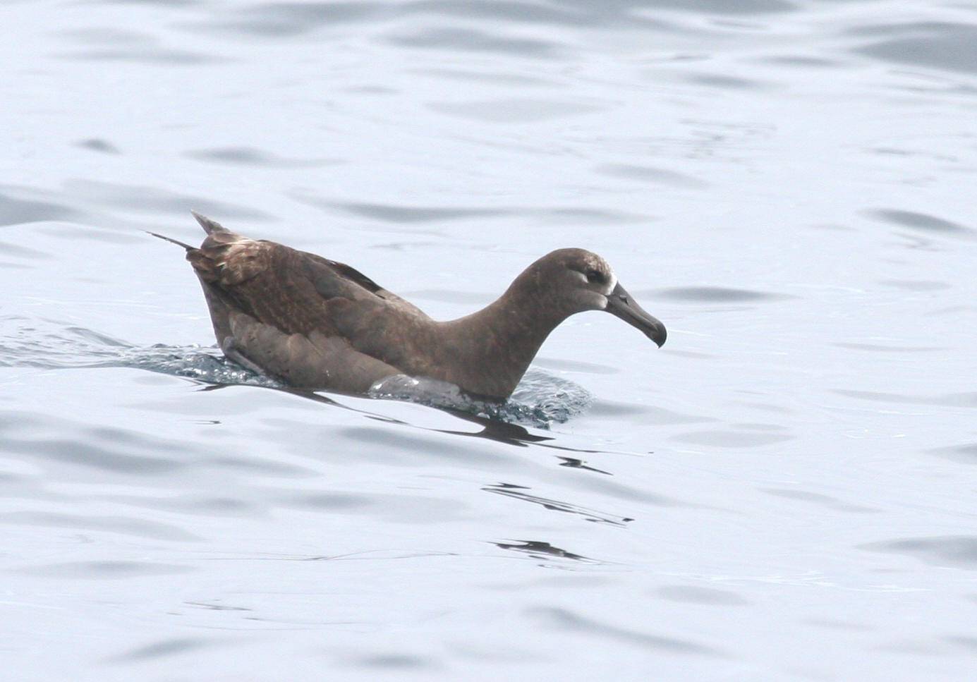 Black-footed Albatross